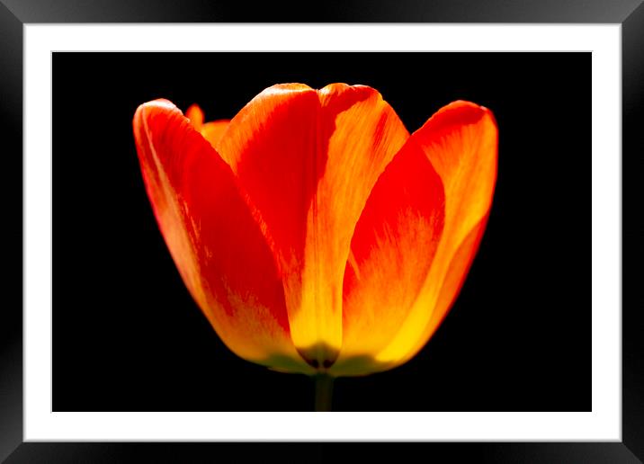 Brightly coloured Tulip Framed Mounted Print by Oxon Images
