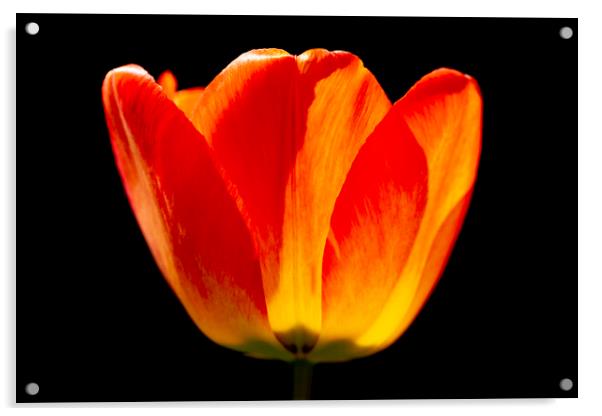 Brightly coloured Tulip Acrylic by Oxon Images