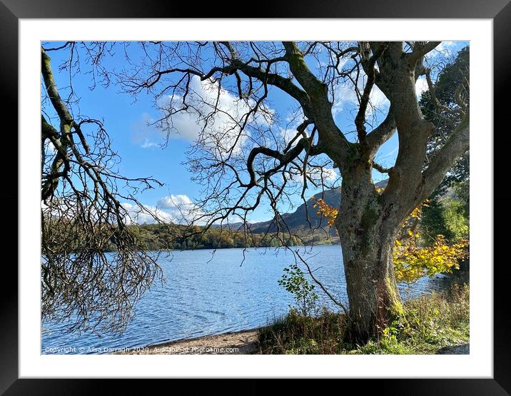 Grasmere Lake in Autumn Framed Mounted Print by Ailsa Darragh
