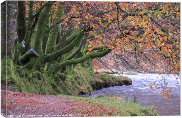 Beech Trees by the River Barle in Autumn Canvas Print by David Morton