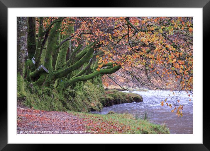 Beech Trees by the River Barle in Autumn Framed Mounted Print by David Morton