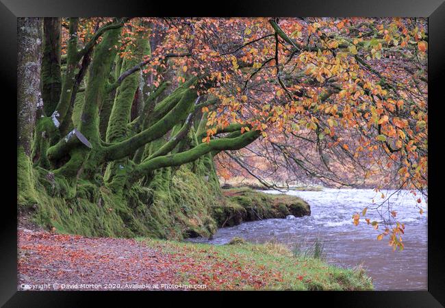 Beech Trees by the River Barle in Autumn Framed Print by David Morton