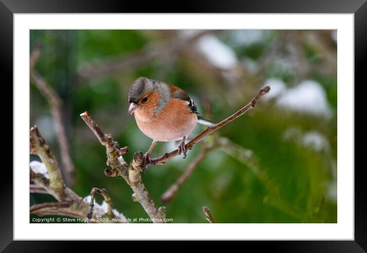 Chaffinch perched on a tree branch Framed Mounted Print by Steve Hughes