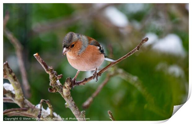 Chaffinch perched on a tree branch Print by Steve Hughes