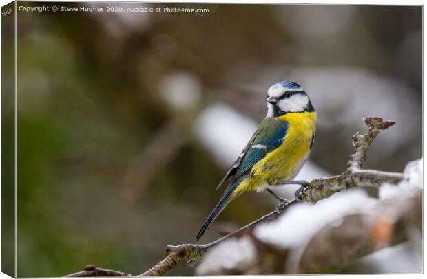 Blue tit in a snowy tree Canvas Print by Steve Hughes