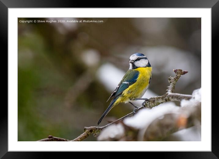 Blue tit in a snowy tree Framed Mounted Print by Steve Hughes