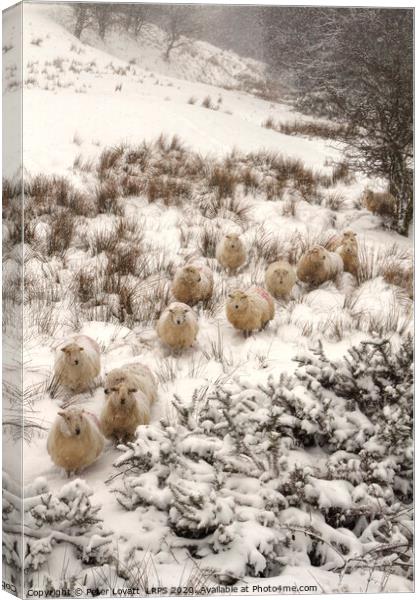 Sheep In Snow Canvas Print by Peter Lovatt  LRPS