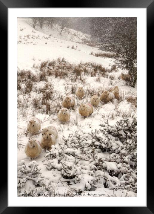 Sheep In Snow Framed Mounted Print by Peter Lovatt  LRPS
