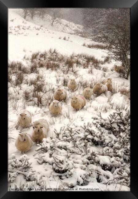 Sheep In Snow Framed Print by Peter Lovatt  LRPS