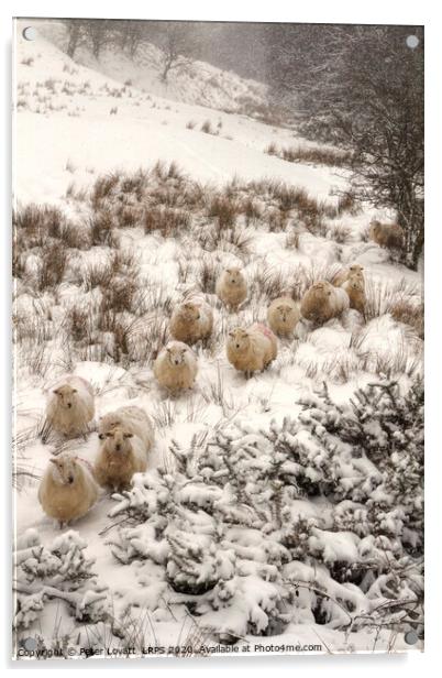 Sheep In Snow Acrylic by Peter Lovatt  LRPS