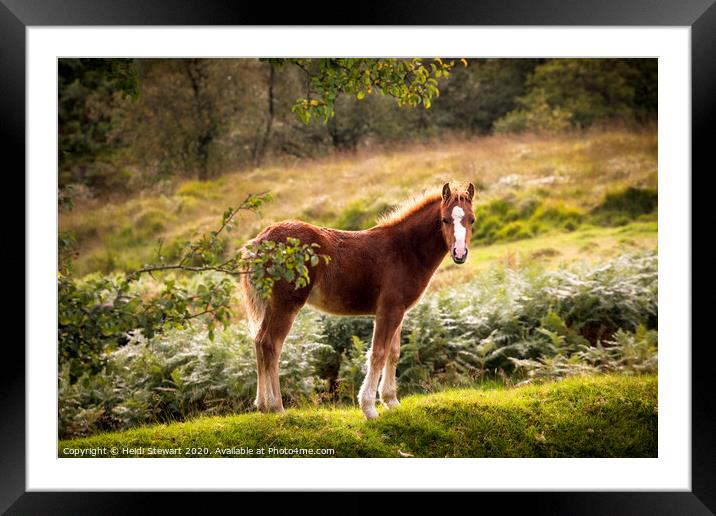 Wild Young Foal Framed Mounted Print by Heidi Stewart