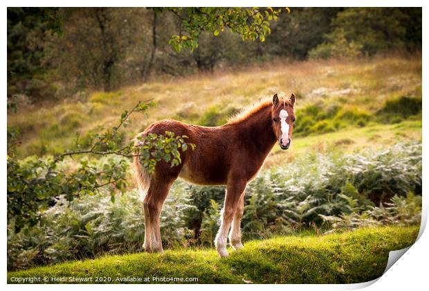 Wild Young Foal Print by Heidi Stewart
