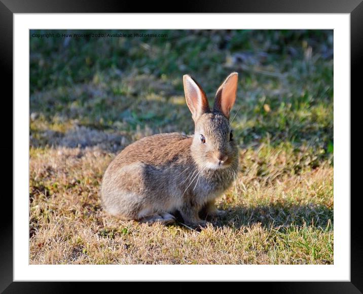 A young Wild  rabbit on the grass Framed Mounted Print by Huw Prosser
