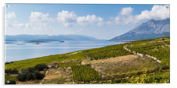 Vineyards on the Peljesac Peninsula Acrylic by Jason Wells