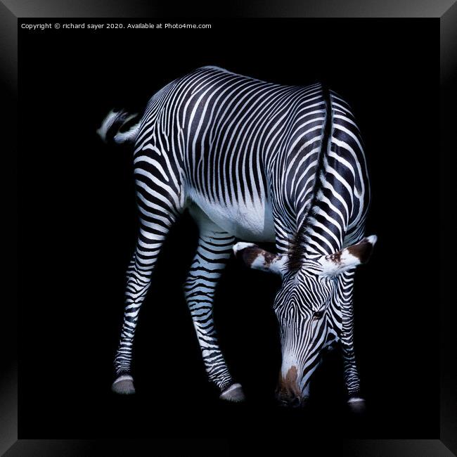 Majestic Zebra Grazing Framed Print by richard sayer