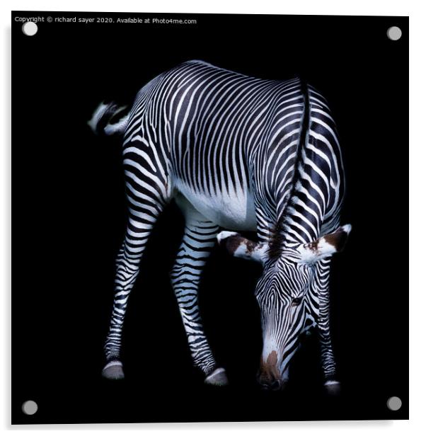 Majestic Zebra Grazing Acrylic by richard sayer