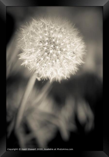 Dandelion in Sepia Framed Print by Heidi Stewart