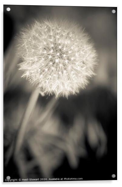 Dandelion in Sepia Acrylic by Heidi Stewart