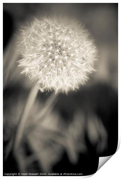 Dandelion in Sepia Print by Heidi Stewart