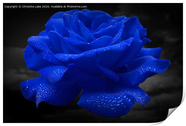 Rose Blue Print by Christine Lake