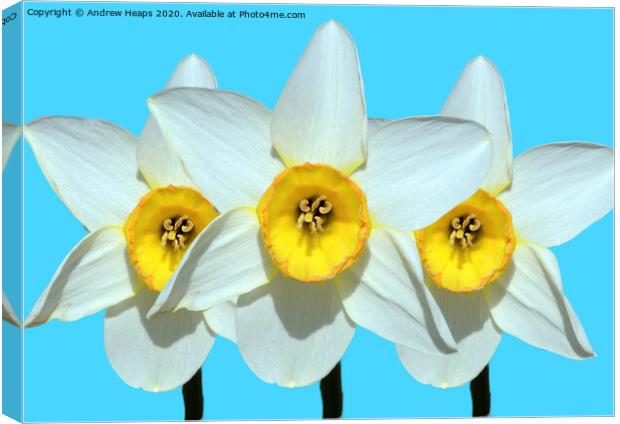 Trio of daffodil heads Canvas Print by Andrew Heaps