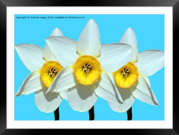Trio of daffodil heads Framed Mounted Print by Andrew Heaps