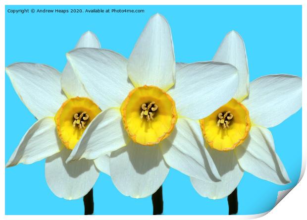 Trio of daffodil heads Print by Andrew Heaps