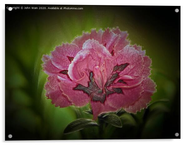 Pink Carnation Digital Art Acrylic by John Wain