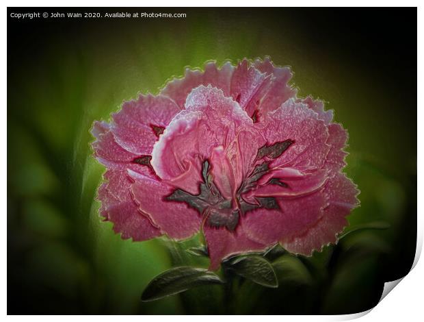 Pink Carnation Digital Art Print by John Wain