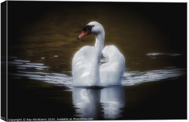 The Majestic Swan Canvas Print by Ray Abrahams