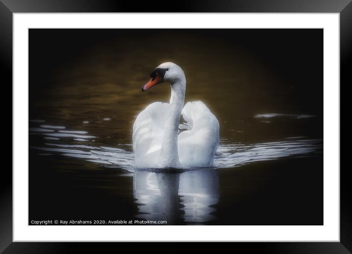 The Majestic Swan Framed Mounted Print by Ray Abrahams