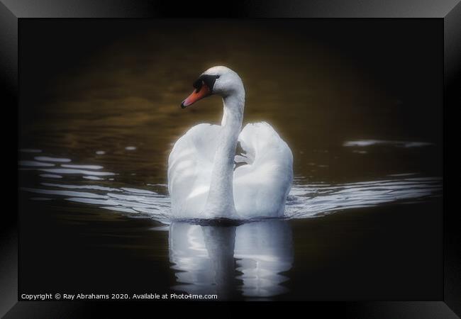 The Majestic Swan Framed Print by Ray Abrahams