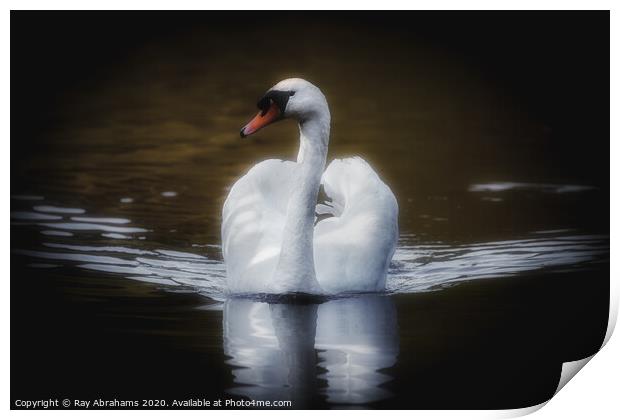 The Majestic Swan Print by Ray Abrahams