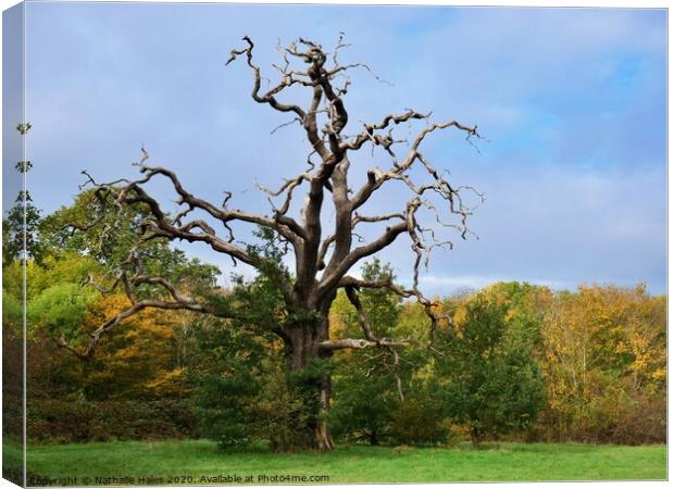 The Striking Shape of a Dead Tree in Autumn Canvas Print by Nathalie Hales