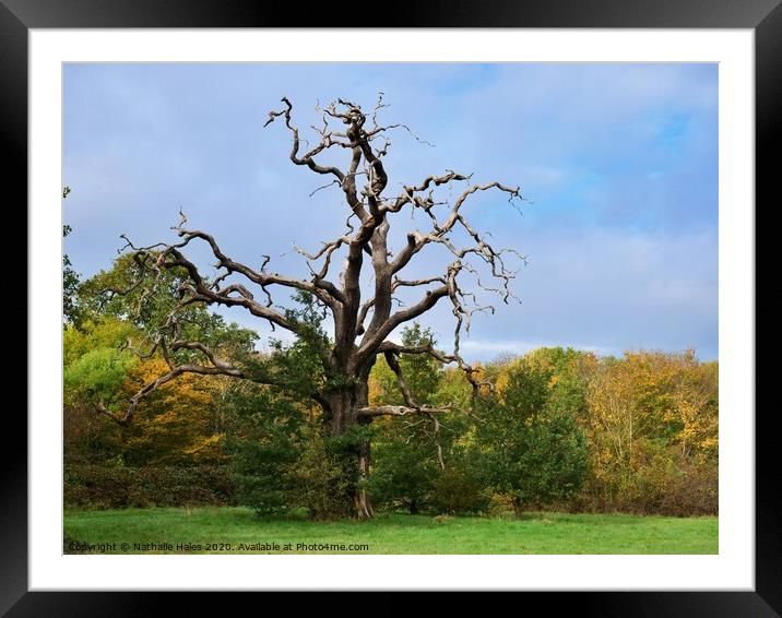 The Striking Shape of a Dead Tree in Autumn Framed Mounted Print by Nathalie Hales