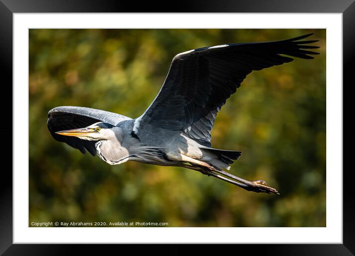 Heron In Flight Framed Mounted Print by Ray Abrahams