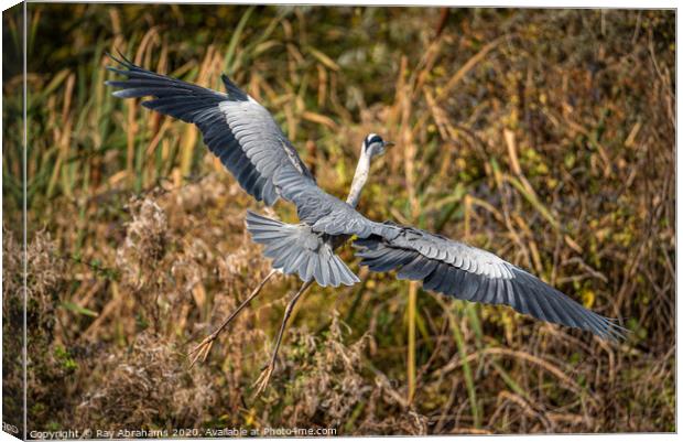 Spread Your Wings Canvas Print by Ray Abrahams