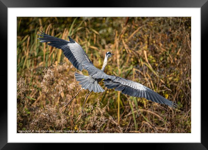 Spread Your Wings Framed Mounted Print by Ray Abrahams