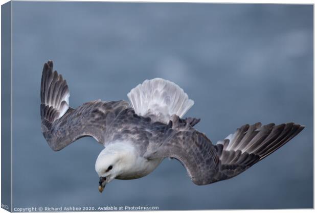 Fulmar hovering in the wind Canvas Print by Richard Ashbee