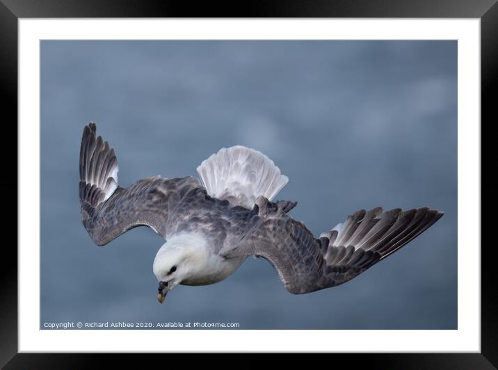 Fulmar hovering in the wind Framed Mounted Print by Richard Ashbee