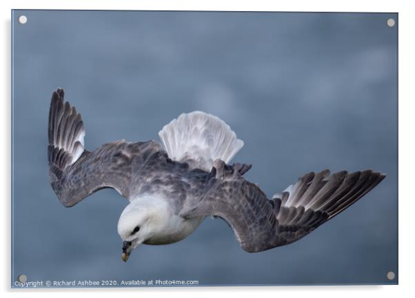 Fulmar hovering in the wind Acrylic by Richard Ashbee