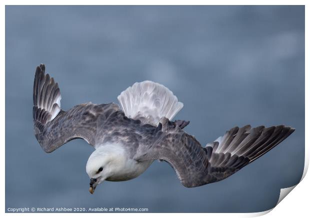Fulmar hovering in the wind Print by Richard Ashbee
