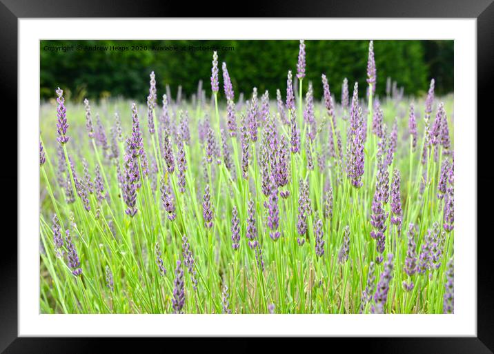 A close up of a plant being lavender Framed Mounted Print by Andrew Heaps
