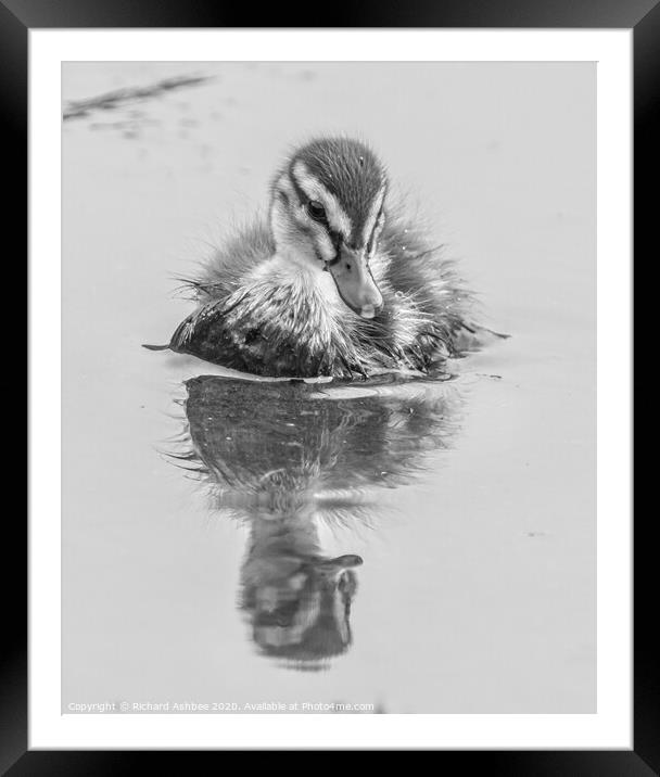 Black & White Mallard Duckling Framed Mounted Print by Richard Ashbee