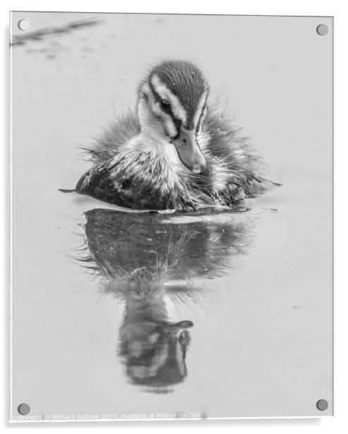 Black & White Mallard Duckling Acrylic by Richard Ashbee