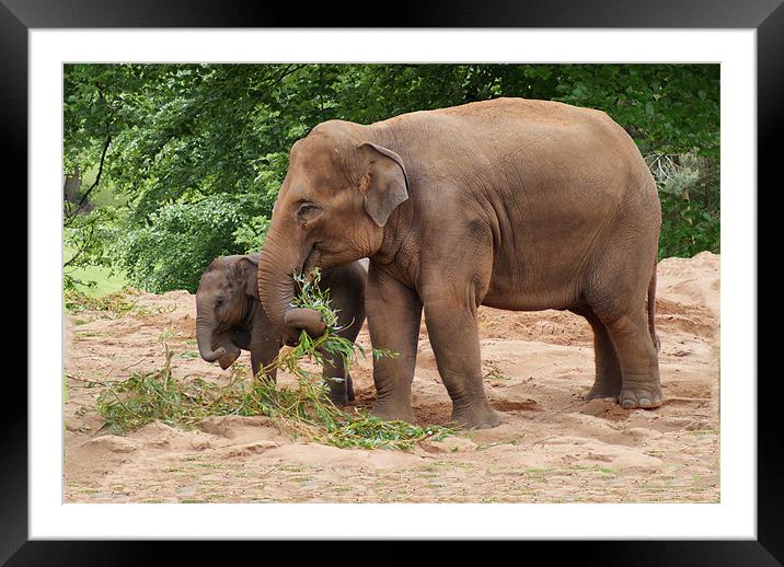 Moma Elephant & Baby Framed Mounted Print by Sandi-Cockayne ADPS