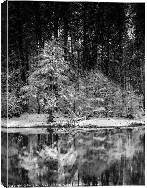 Snow covered tree reflected in Merced River Canvas Print by harry van Gorkum