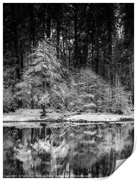 Snow covered tree reflected in Merced River Print by harry van Gorkum