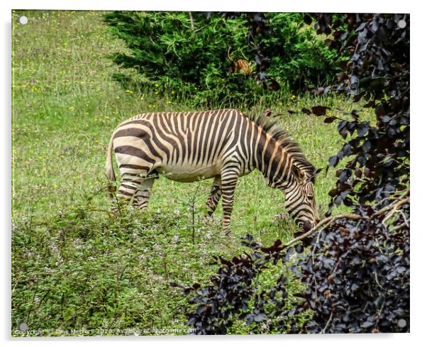 A Zebra Grazing Acrylic by Jane Metters