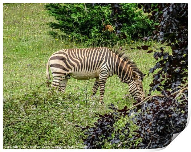 A Zebra Grazing Print by Jane Metters